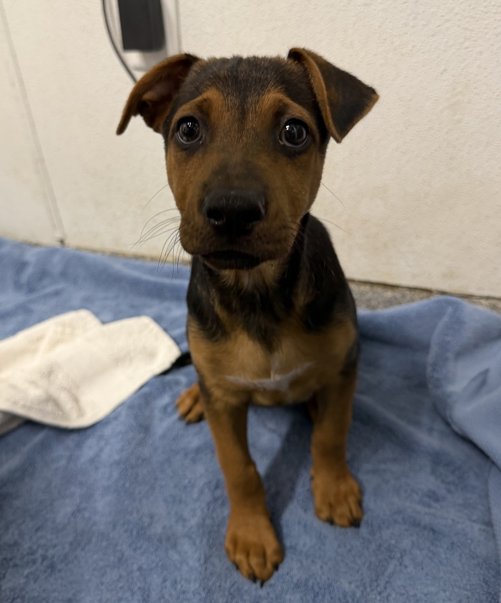 Shelter Stray Female Dog last seen Near W Bobier Drive, Vista, CA, 92083, Escondido, CA 92027, USA