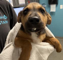 Shelter Stray Female Dog last seen Near W Bobier Drive, Vista, CA, 92083, Escondido, CA 92027, USA