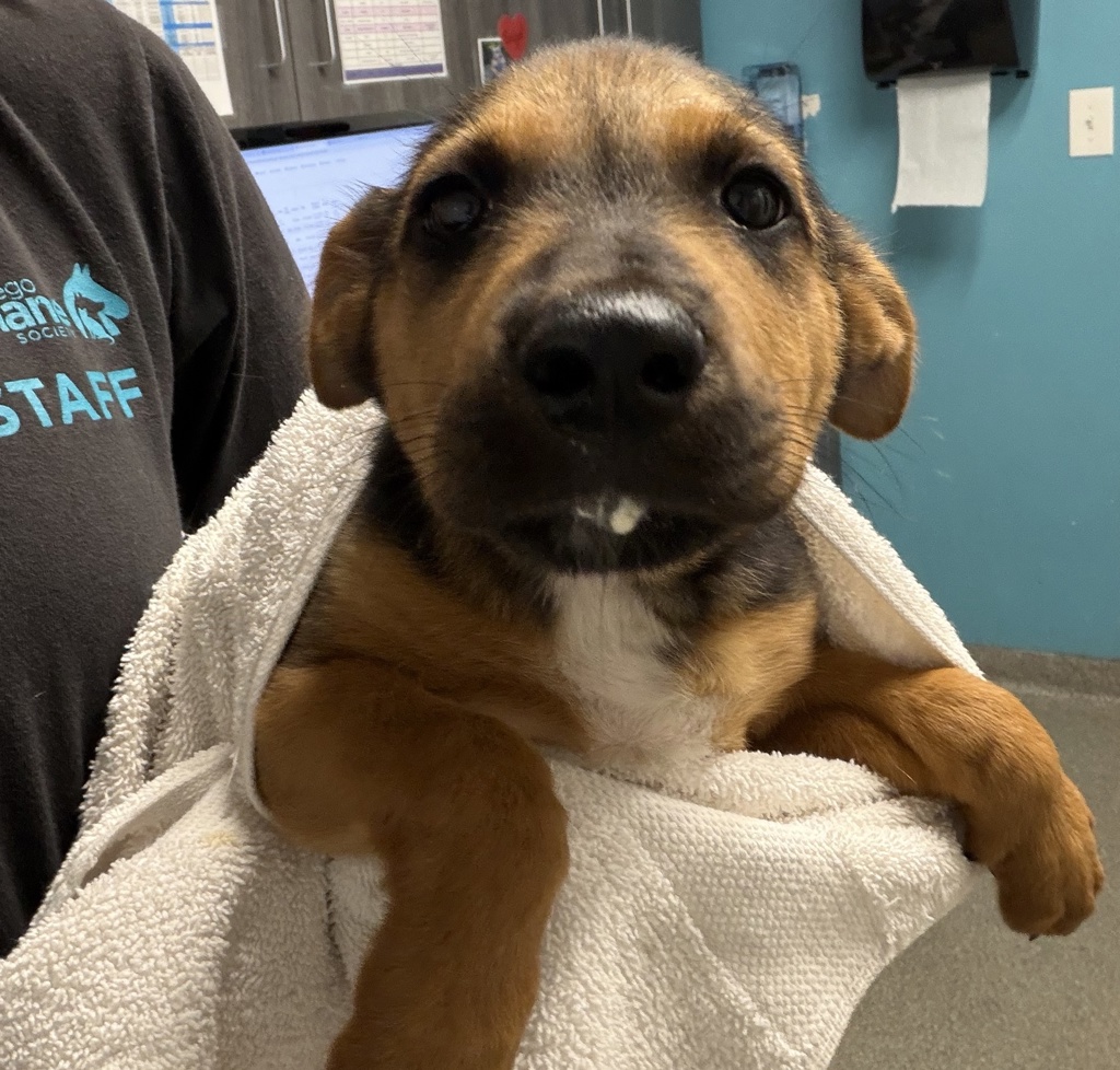 Shelter Stray Female Dog last seen Near W Bobier Drive, Vista, CA, 92083, Escondido, CA 92027, USA