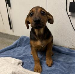 Shelter Stray Male Dog last seen Near W Bobier Drive, Vista, CA, 92083, Escondido, CA 92027, USA