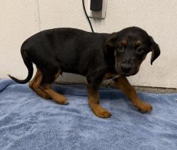 Shelter Stray Male Dog last seen Near W Bobier Drive, Vista, CA, 92083, Escondido, CA 92027, USA