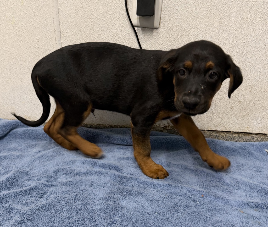 Shelter Stray Male Dog last seen Near W Bobier Drive, Vista, CA, 92083, Escondido, CA 92027, USA