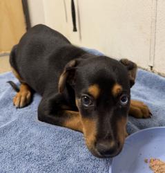 Shelter Stray Male Dog last seen Near W Bobier Drive, Vista, CA, 92083, Escondido, CA 92027, USA