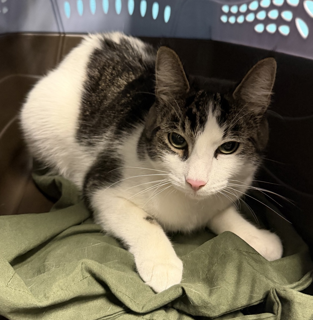 Shelter Stray Male Cat last seen Near Pageant Avenue, San Diego, CA, 92129, Escondido, CA 92027, USA
