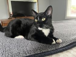 Lost Male Cat last seen orchard street, Fircrest, WA 98466