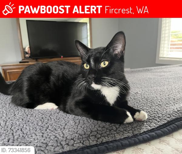 Lost Male Cat last seen orchard street, Fircrest, WA 98466