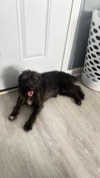 Found/Stray Female Dog last seen Near shepherd rd, Louisville, KY 40219