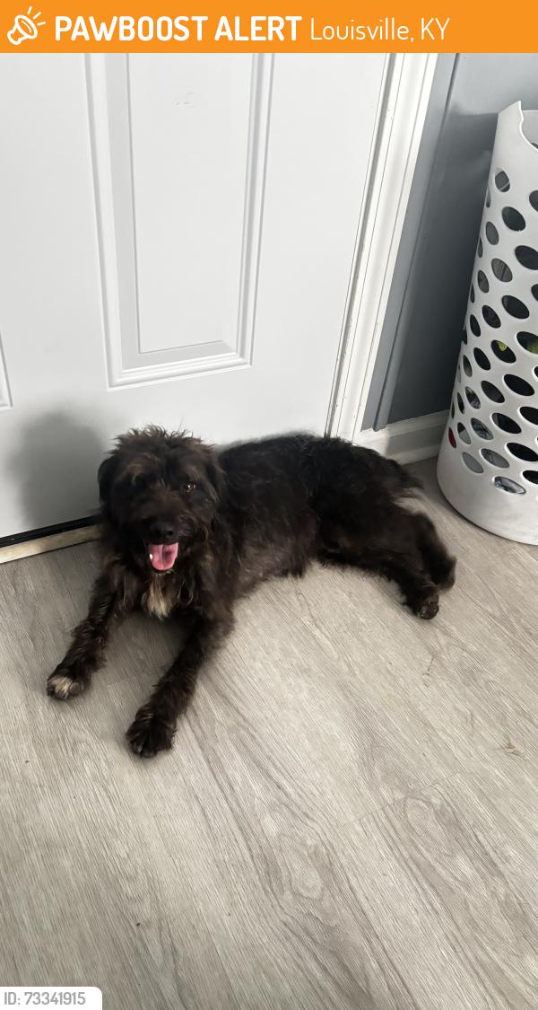 Found/Stray Female Dog last seen Near shepherd rd, Louisville, KY 40219