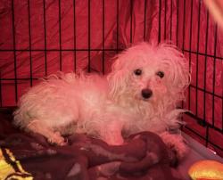 Shelter Stray Female Dog last seen Mission Valley, San Diego, CA, 92108, 5500 Gaines St, San Diego, CA 92110, USA