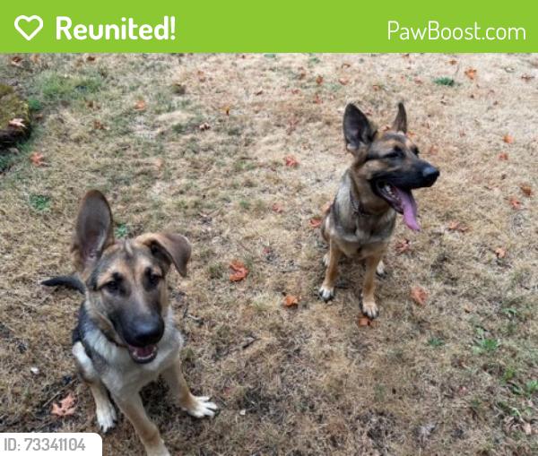 Reunited Male Dog last seen Welches Road, Mount Hood Village, OR 97067