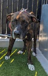 Shelter Stray Female Dog last seen El Cajon Boulevard, La Mesa, CA, 91942, El Cajon, CA 92020, USA