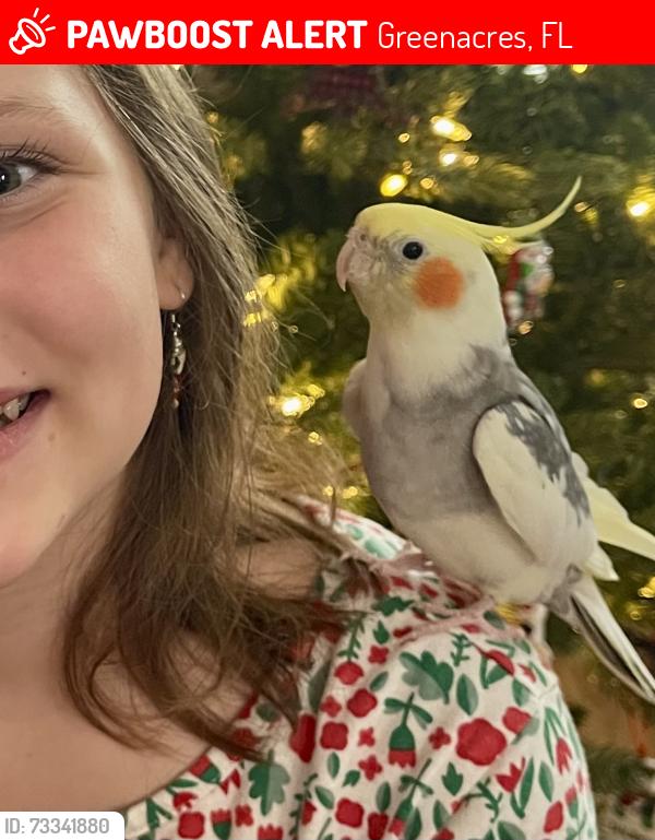 Lost Male Bird last seen Lake Charleston (Hypoluxo rd/hagen ranch rd area), Greenacres, FL 33467