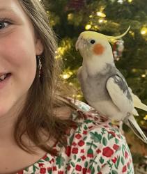 Lost Male Bird last seen Lake Charleston (Hypoluxo rd/hagen ranch rd area), Greenacres, FL 33467