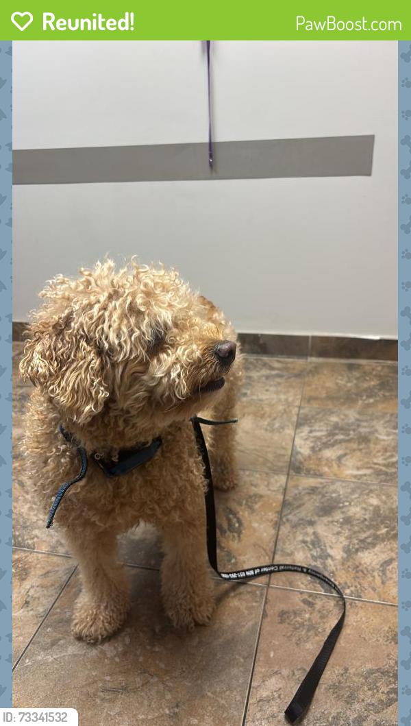 Reunited Female Dog last seen Fairview Avenue near Adath Israel Synagogue, Saint Paul, MN 55116