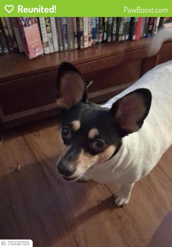 Reunited Female Dog last seen Speedway and main, Tucson, AZ 85705