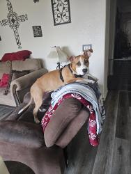 Found/Stray Female Dog last seen Sunset ridge park, Victorville, CA 92392
