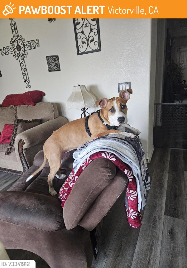 Found/Stray Female Dog last seen Sunset ridge park, Victorville, CA 92392