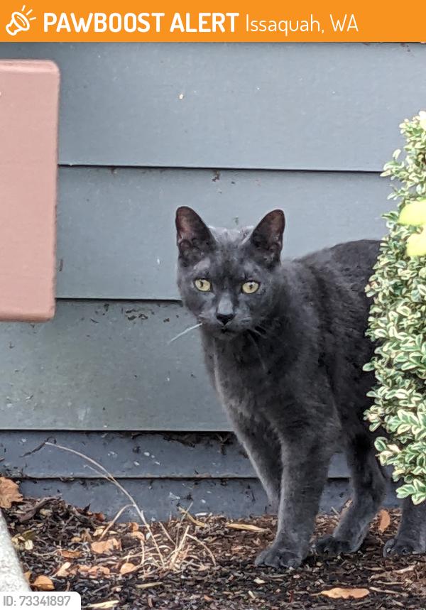 Found/Stray Male Cat last seen Anthology apmts in Issaquah WA, Issaquah, WA 98027
