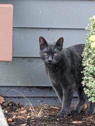Found/Stray Male Cat last seen Anthology apmts in Issaquah WA, Issaquah, WA 98027
