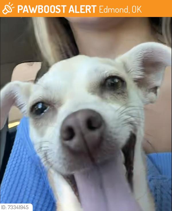 Found/Stray Unknown Dog last seen Bur Oak Dr & 185th st, Edmond, OK 73012