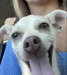 Found/Stray Unknown Dog last seen Bur Oak Dr & 185th st, Edmond, OK 73012