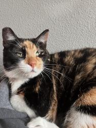 Lost Female Cat last seen Tiger eye Ave, Lowell, AR 72745