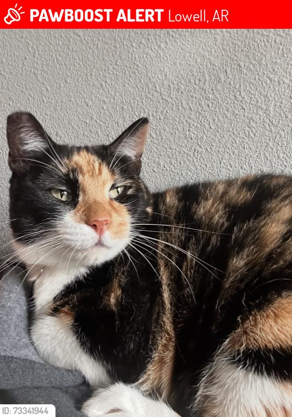 Lost Female Cat last seen Tiger eye Ave, Lowell, AR 72745