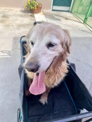Lost Male Dog last seen Hubbard & Eldridge, Los Angeles, CA 91342