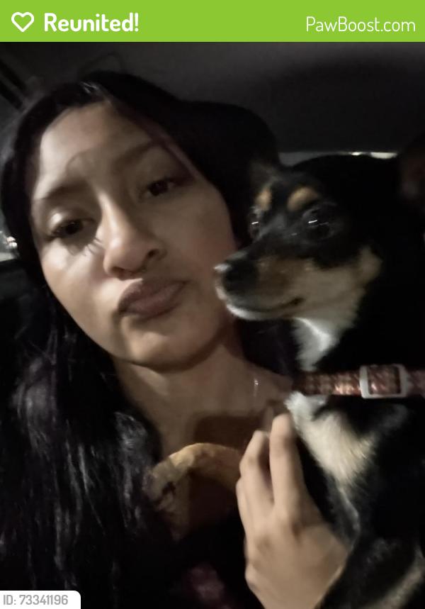 Reunited Female Dog last seen Brooks rd, Beaumont, TX 77713