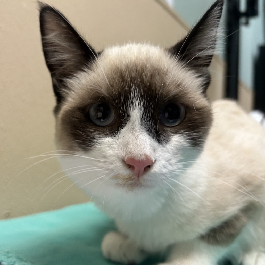 Shelter Stray Female Cat last seen , 2608 Center St, Tacoma, WA 98409, USA