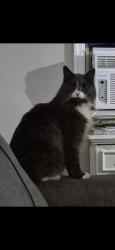 Lost Male Cat last seen Downtown, Chinatown Area,Kingsway, Edmonton, AB 