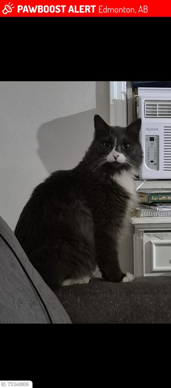 Lost Male Cat last seen Downtown, Chinatown Area,Kingsway, Edmonton, AB 