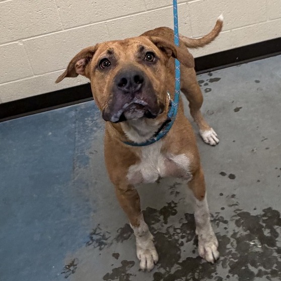 Shelter Stray Male Dog last seen , 2350 Appling City Cove, Memphis, TN 38133, USA