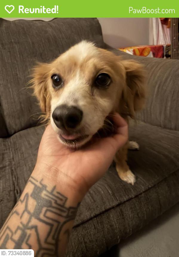 Reunited Male Dog last seen Universal City Public Library, Universal City, TX 78148