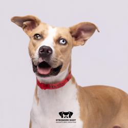 Shelter Stray Female Dog last seen , 3607 N Armenia Ave, Tampa, FL 33607, USA