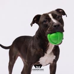 Shelter Stray Male Dog last seen , 3607 N Armenia Ave, Tampa, FL 33607, USA