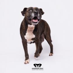 Shelter Stray Female Dog last seen , 3607 N Armenia Ave, Tampa, FL 33607, USA