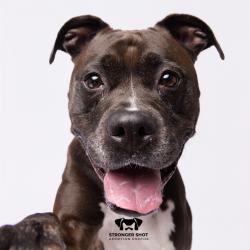 Shelter Stray Female Dog last seen , 3607 N Armenia Ave, Tampa, FL 33607, USA