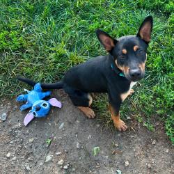 Shelter Stray Male Dog last seen , 825 W Jefferson St, Tipton, IN 46072, USA