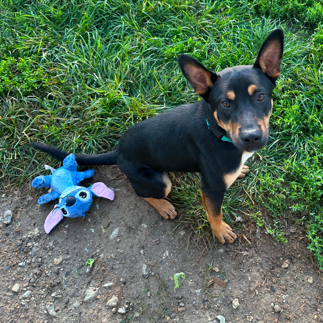 Shelter Stray Male Dog last seen , 825 W Jefferson St, Tipton, IN 46072, USA