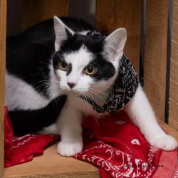 Shelter Stray Female Cat last seen , 825 W Jefferson St, Tipton, IN 46072, USA