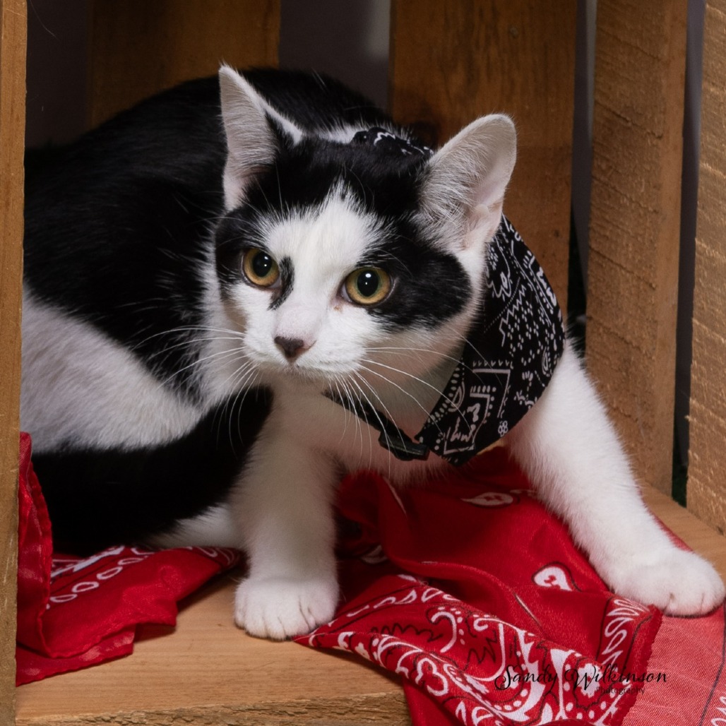 Shelter Stray Female Cat last seen , 825 W Jefferson St, Tipton, IN 46072, USA