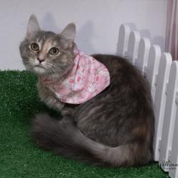 Shelter Stray Female Cat last seen , 825 W Jefferson St, Tipton, IN 46072, USA