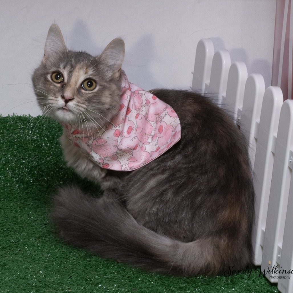 Shelter Stray Female Cat last seen , 825 W Jefferson St, Tipton, IN 46072, USA