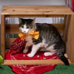 Shelter Stray Female Cat last seen , 825 W Jefferson St, Tipton, IN 46072, USA