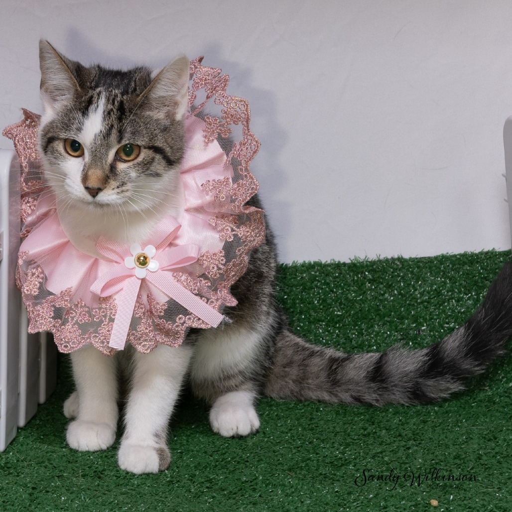 Shelter Stray Female Cat last seen , 825 W Jefferson St, Tipton, IN 46072, USA