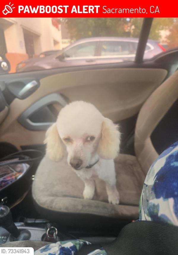 Lost Male Dog last seen Anna Kirtchgater Elementary, Sacramento, CA 95828