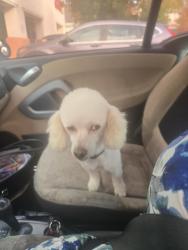 Lost Male Dog last seen Anna Kirtchgater Elementary, Sacramento, CA 95828