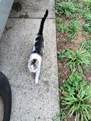Lost Unknown Cat last seen Cedar St Mooresville, nc, Mooresville, NC 28115