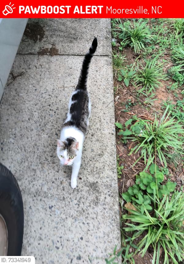 Lost Unknown Cat last seen Cedar St Mooresville, nc, Mooresville, NC 28115